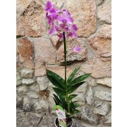 Dendrobium-phalaenopsis 'Summer Candy'