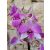 Dendrobium-phalaenopsis sp. 4