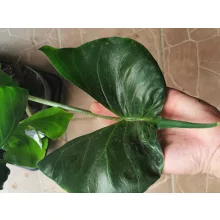 Alocasia macrorhiza Stingray