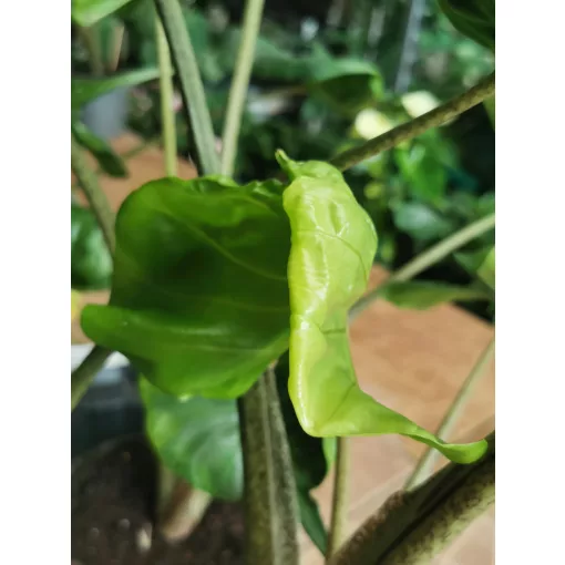Alocasia macrorhiza Stingray