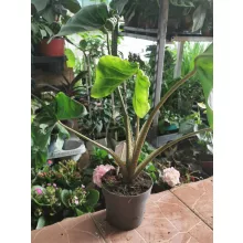 Alocasia macrorhiza Stingray