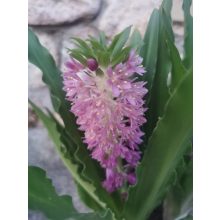 Ananászliliom - Eucomis Leia