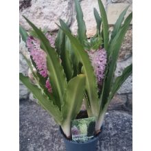 Ananászliliom - Eucomis Leia