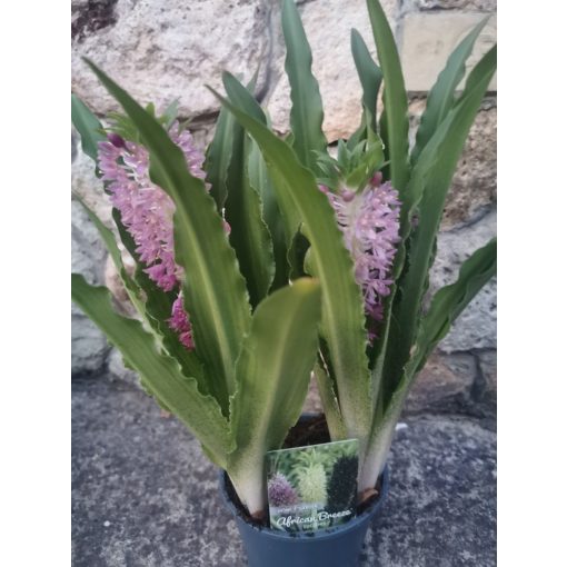 Ananászliliom - Eucomis Leia