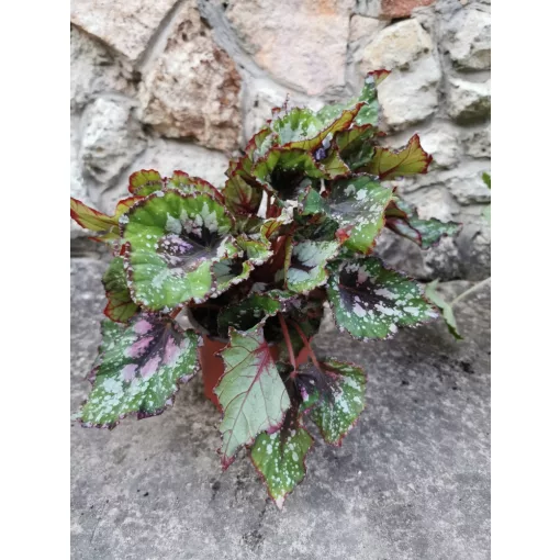 Begonia sp. 11