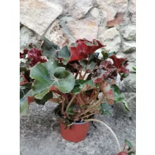 Begonia sp. 13