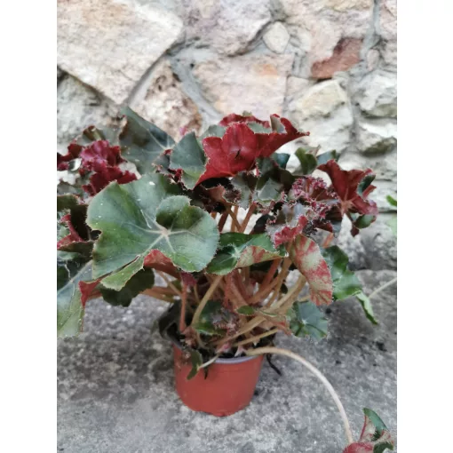 Begonia sp. 13