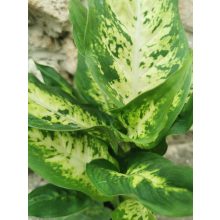 Buzogányvirág - Dieffenbachia Compacta