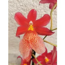 Burragearea Nelly Isler