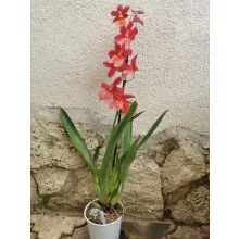 Burragearea Nelly Isler