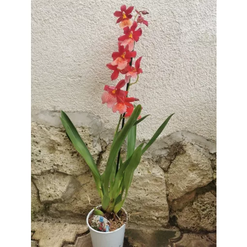 Burragearea Nelly Isler