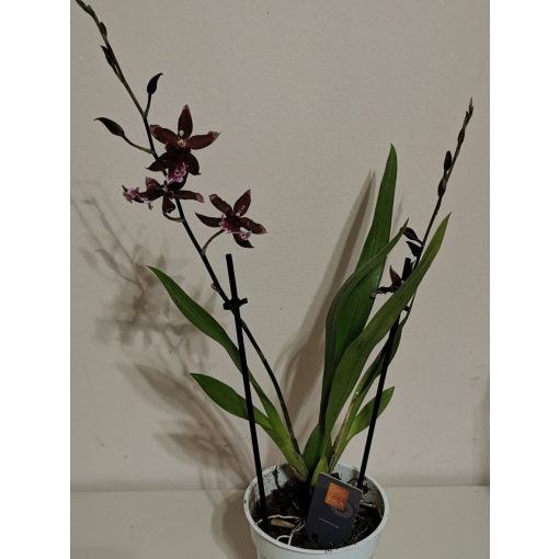 Burrageara Barocco Red