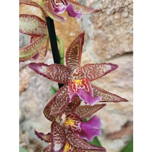 Beallara marfitch 'Renaissance Coral'
