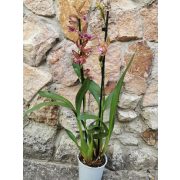 Beallara marfitch 'Renaissance Coral'