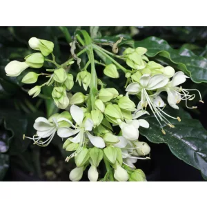 Clerodendrum prospero