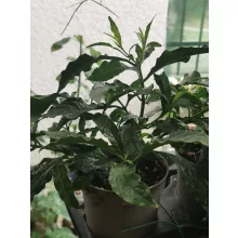 Clerodendrum prospero