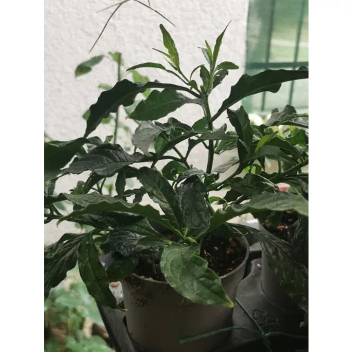 Clerodendrum prospero
