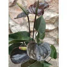 Flamingóvirág - Anthurium Black