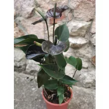 Flamingóvirág - Anthurium Black