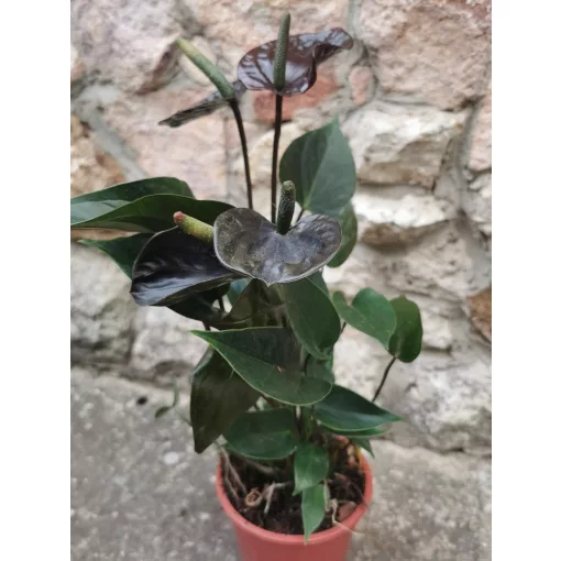 Flamingóvirág - Anthurium Black