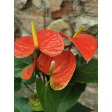 Flamingóvirág - Anthurium Orange
