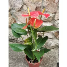 Flamingóvirág - Anthurium Orange