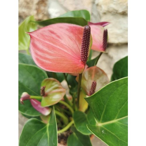 Flamingóvirág - Anthurium 'Purple'