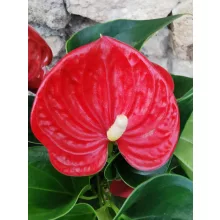 Flamingóvirág - Anthurium Succes Red