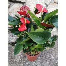 Flamingóvirág - Anthurium Succes Red