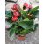 Flamingóvirág - Anthurium Succes Red