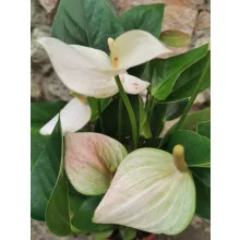 Flamingóvirág - Anthurium White