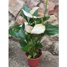 Flamingóvirág - Anthurium White