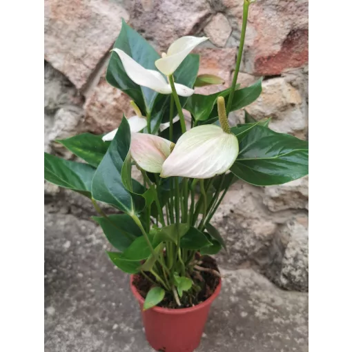 Flamingóvirág - Anthurium White