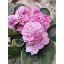 Fokföldi ibolya - Saintpaulia Wave Dark Pink