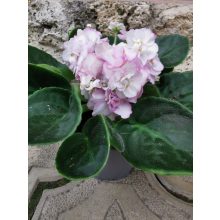 Fokföldi ibolya - Saintpaulia Wave Light Pink