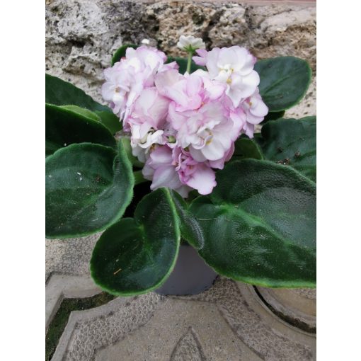 Fokföldi ibolya - Saintpaulia Wave Light Pink