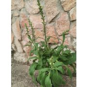 Gyűszűvirág - Digitalis 'Pink Panther'