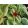 Aptenia cordifolia Variegata - Jegecske/Szívlevelű kristályvirág
