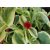 Jegecske - Aptenia cordifolia Variegata