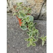 Jegecske - Aptenia cordifolia 'Variegata'