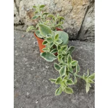 Aptenia cordifolia Variegata - Jegecske/Szívlevelű kristályvirág