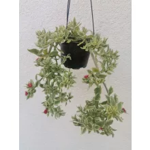 Aptenia cordifolia Variegata - Jegecske/Szívlevelű kristályvirág