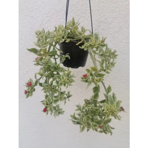 Aptenia cordifolia Variegata - Jegecske/Szívlevelű kristályvirág