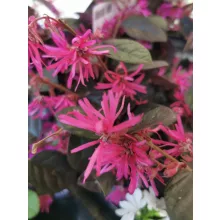 Kínai rojtosvirág - Loropetalum chinense Fire Dance (19 cm)