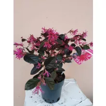 Kínai rojtosvirág - Loropetalum chinense Fire Dance (19 cm)