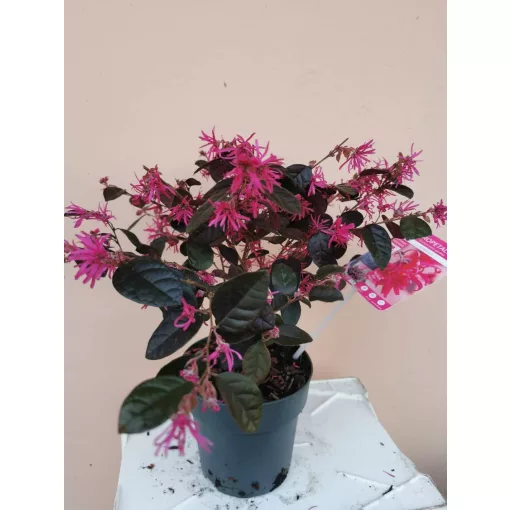 Kínai rojtosvirág - Loropetalum chinense Fire Dance (19 cm)