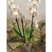 Phalaenopsis stuartiana
