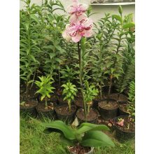 Phalaenopsis Frontera