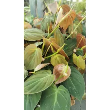 Philodendron scandens Micans