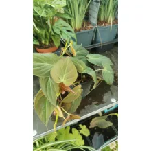 Philodendron scandens Micans